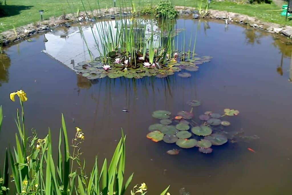 Wildlife Pond - Blandford Forum