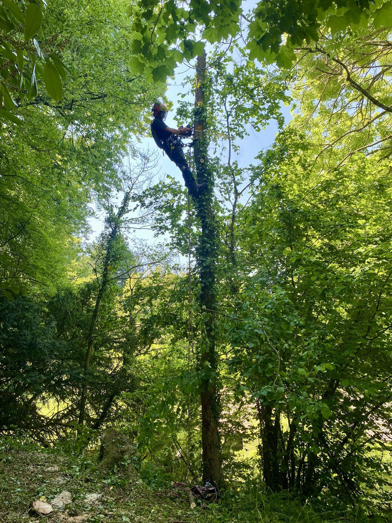 Tree Surgery features and specifications