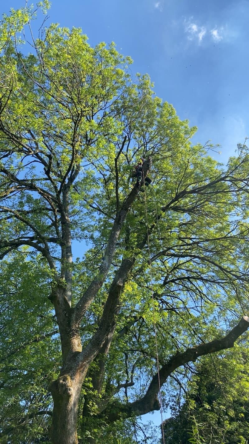Tree Surgery in Dorset by P&D Landscapes