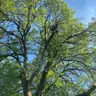Tree Surgery