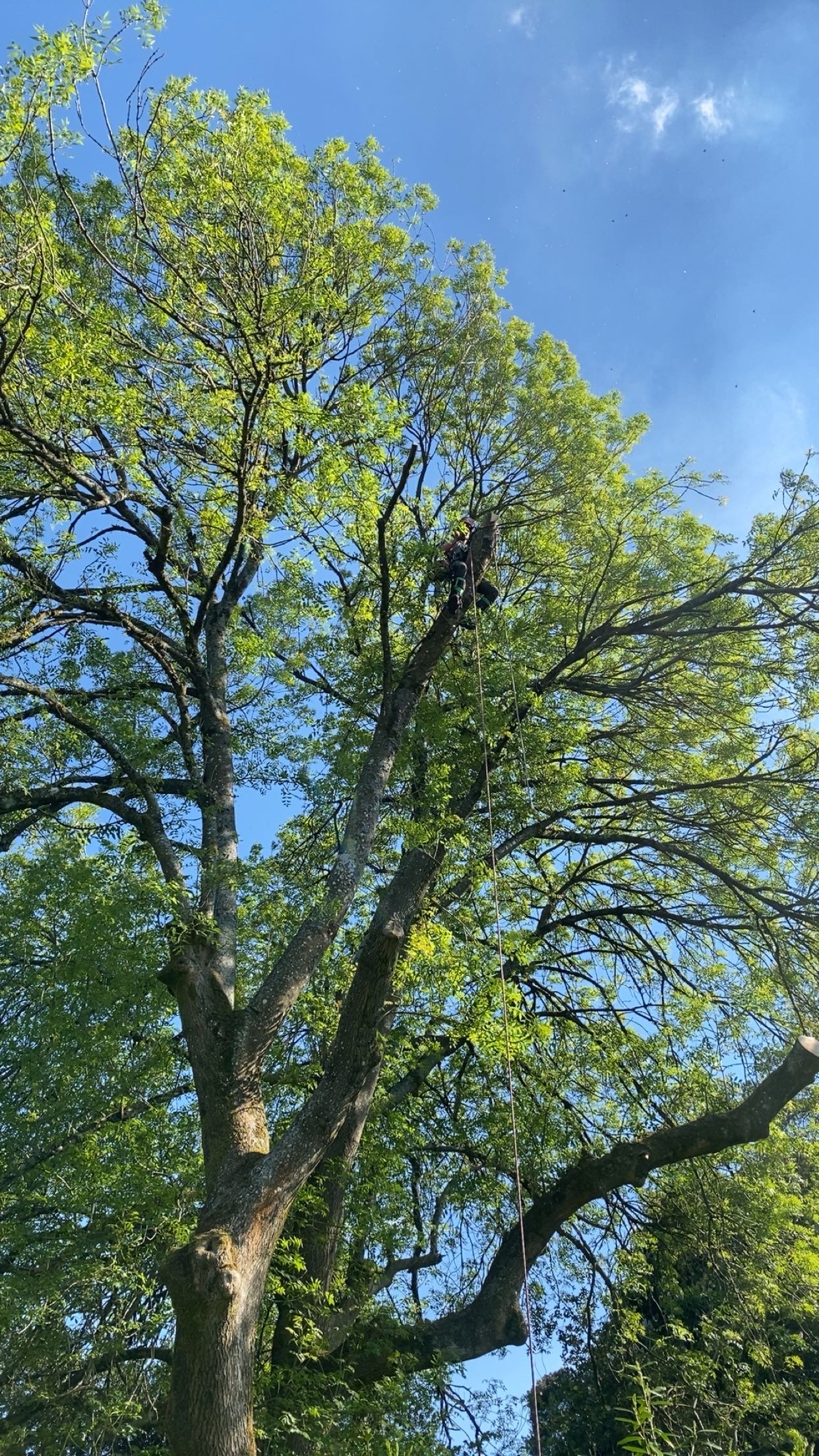 Tree Surgery